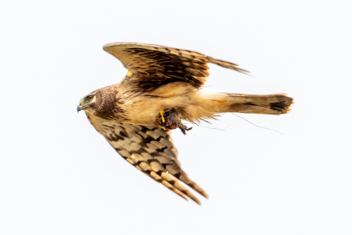 Northern Harrier - ML645365689