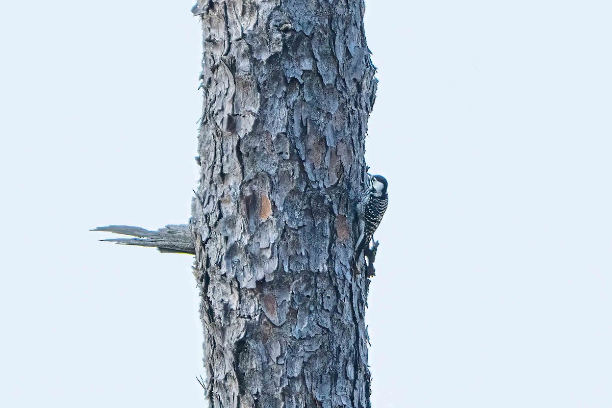 Red-cockaded Woodpecker - ML645365691