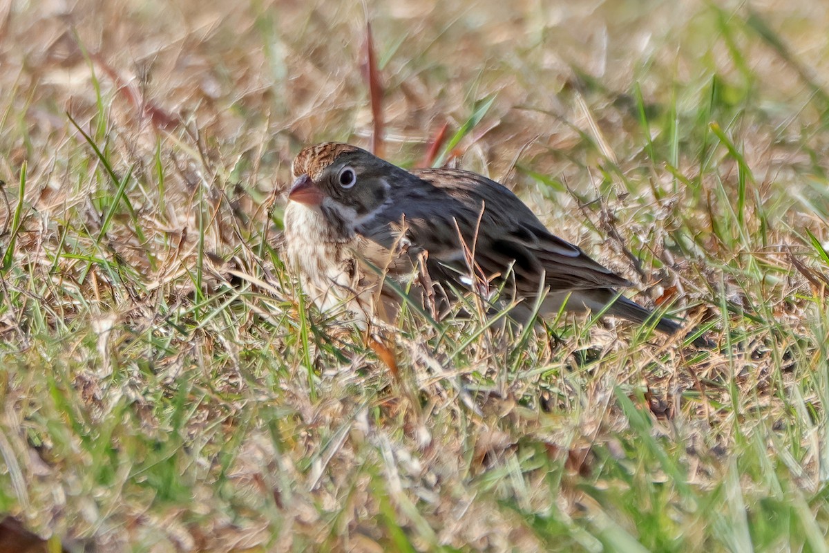 Vesper Sparrow - ML645365696