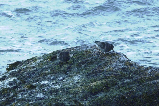 Purple Sandpiper - ML645365703