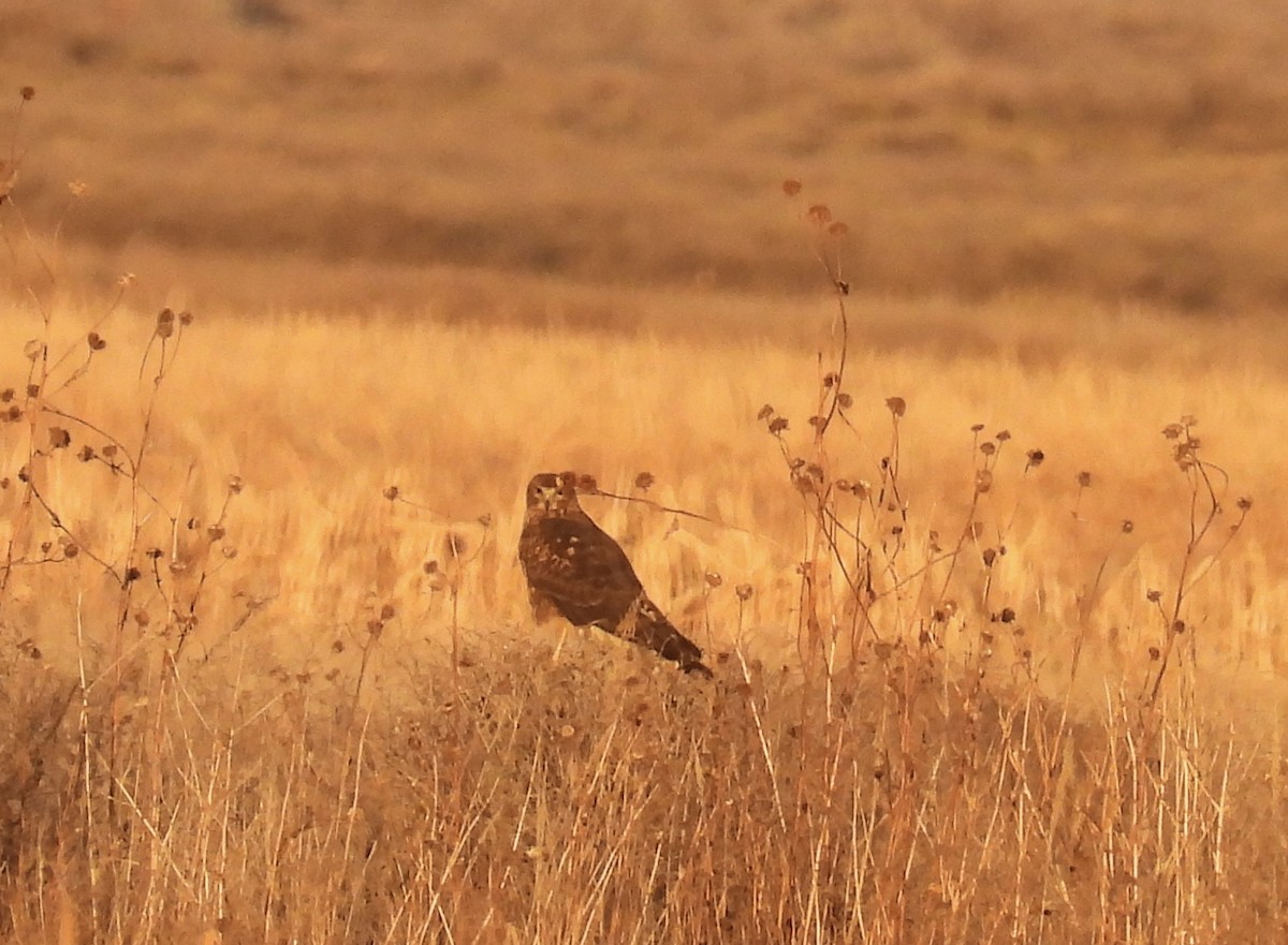 Northern Harrier - ML645365719