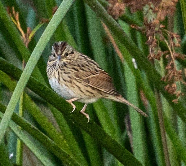 Lincoln's Sparrow - ML645365720