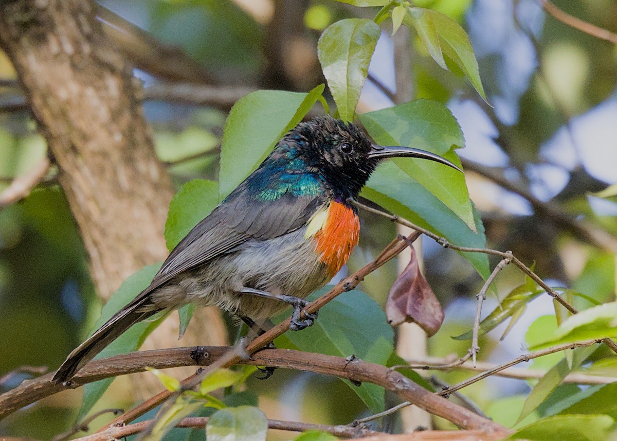Greater Double-collared Sunbird - ML645365724