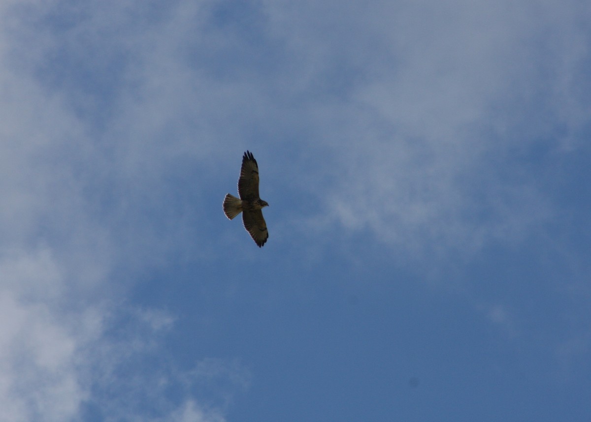 Свенсонов канюк - ML645365725