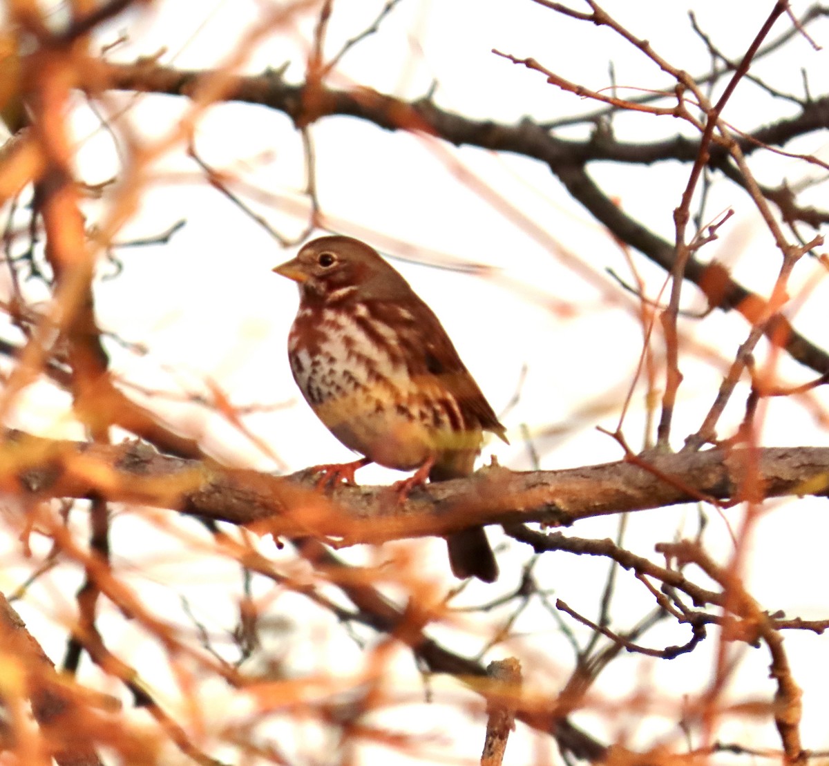 Fox Sparrow - ML645365728