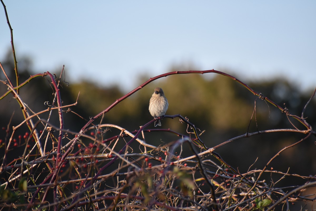 House Finch - ML645365732