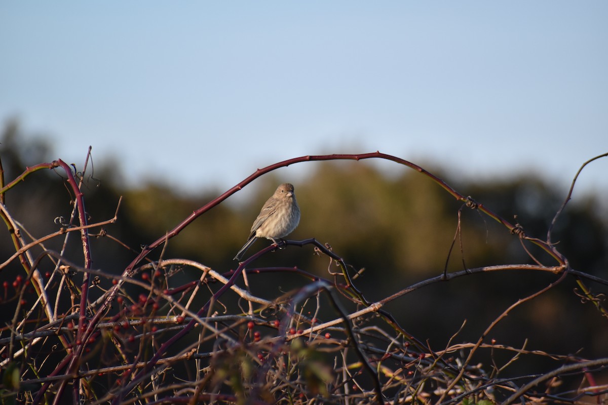 House Finch - ML645365733