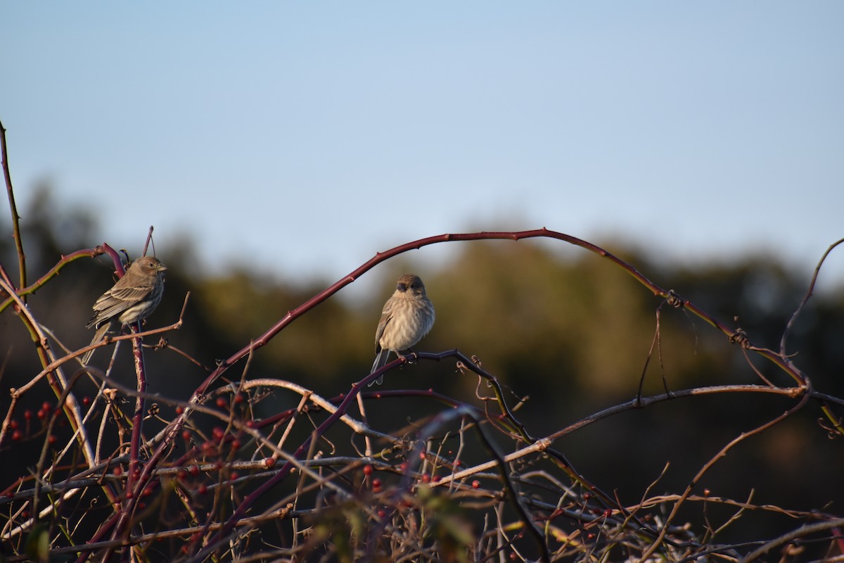 House Finch - ML645365734