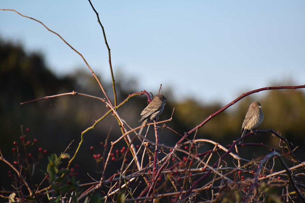 House Finch - ML645365735