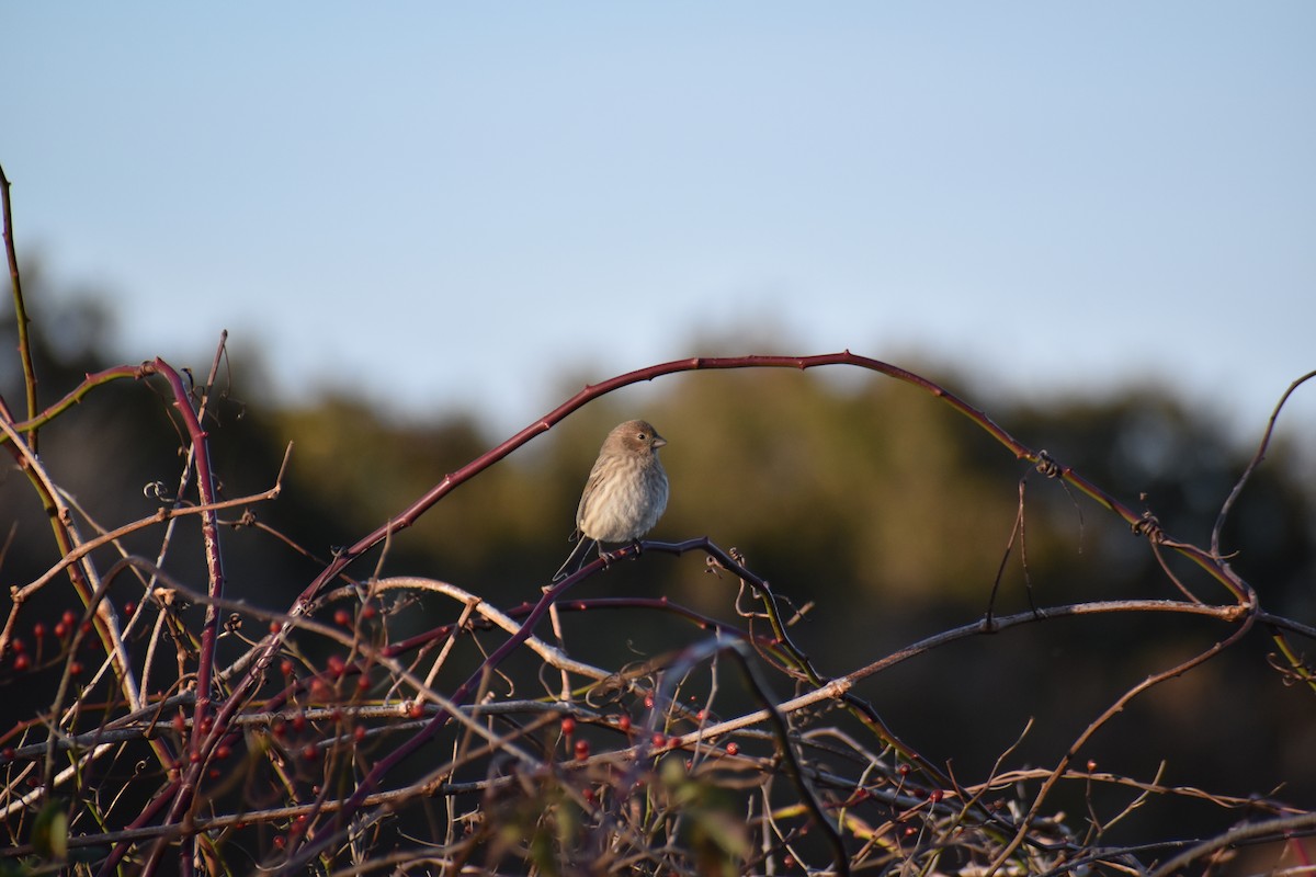 House Finch - ML645365736