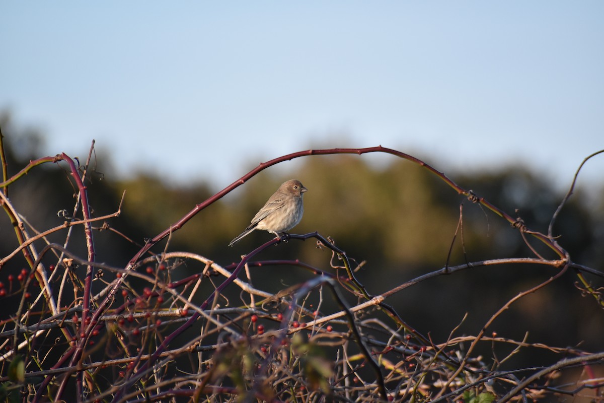 House Finch - ML645365737
