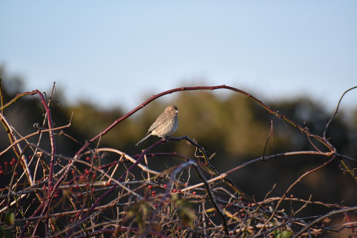 House Finch - ML645365738