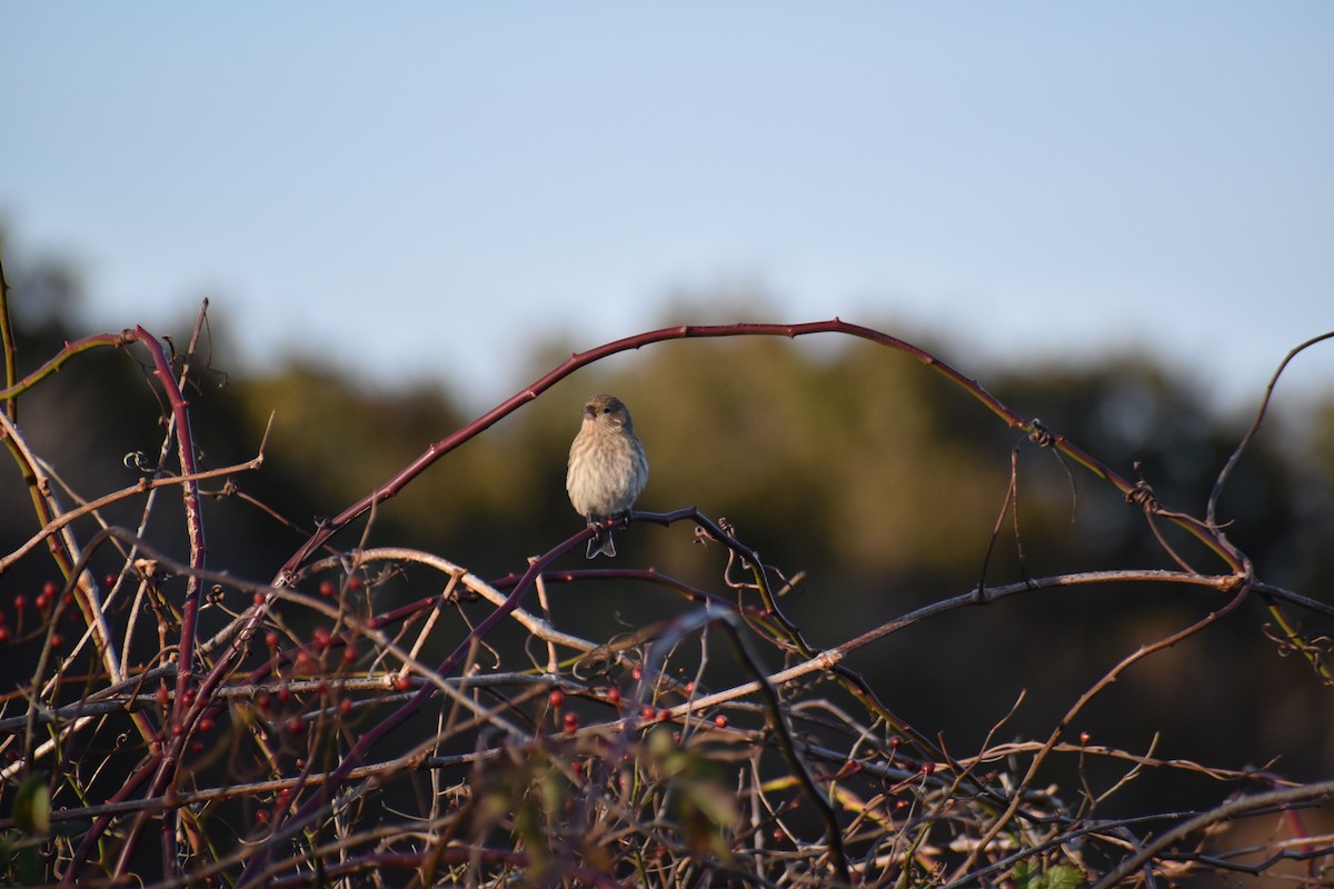 House Finch - ML645365739