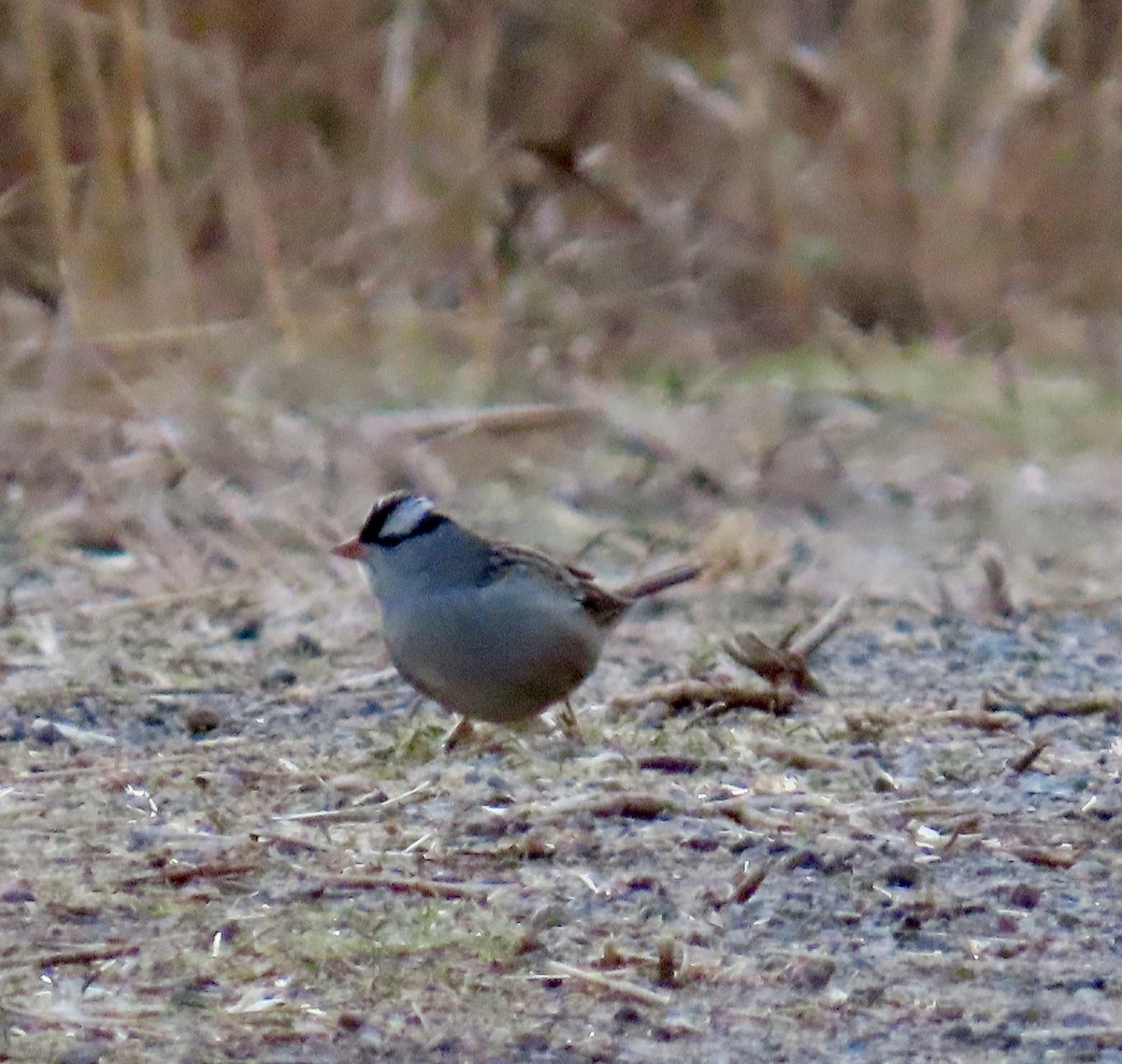 White-crowned Sparrow - ML645365753