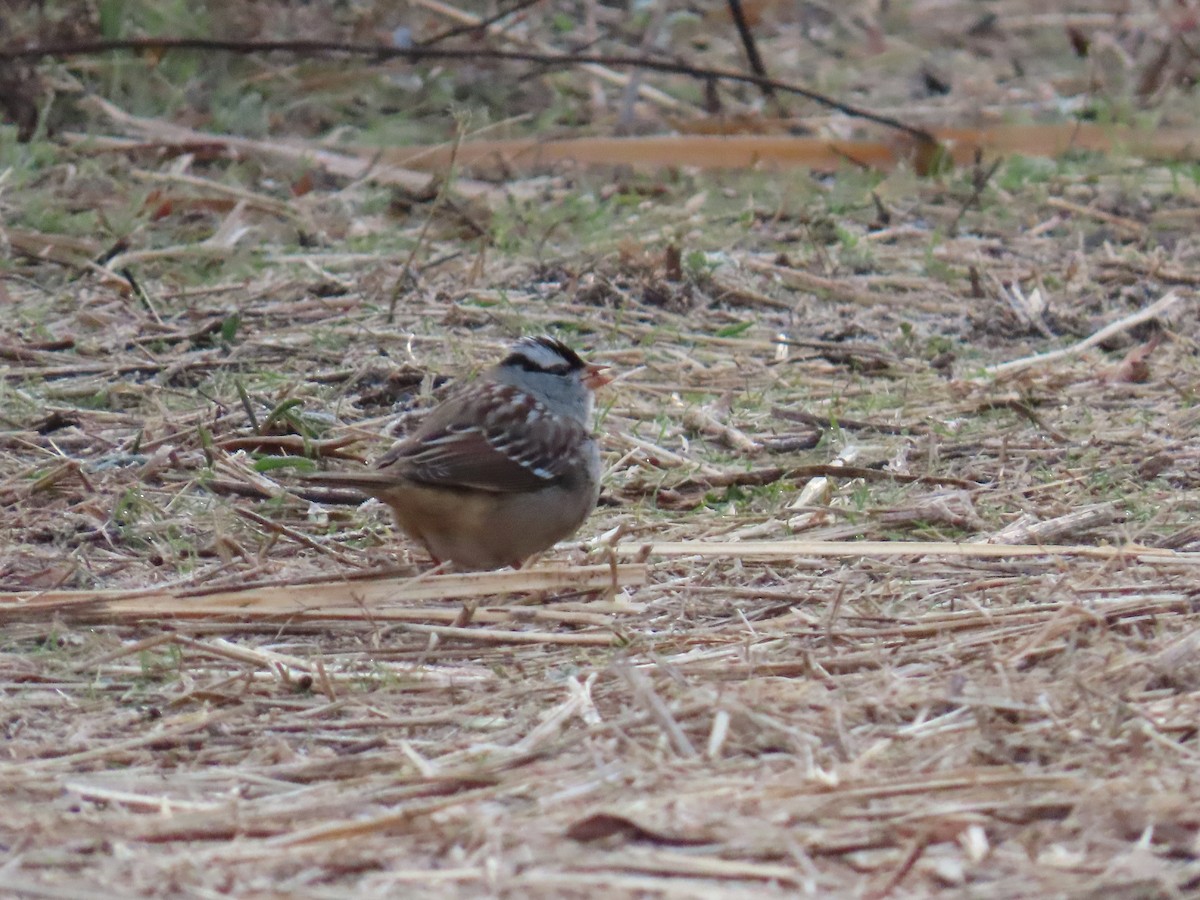 White-crowned Sparrow - ML645365754