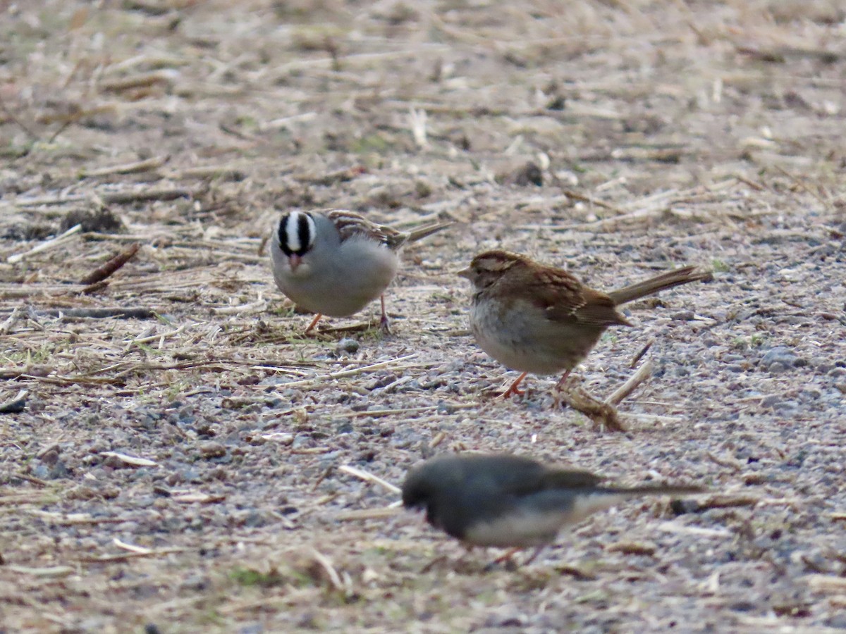 White-crowned Sparrow - ML645365755
