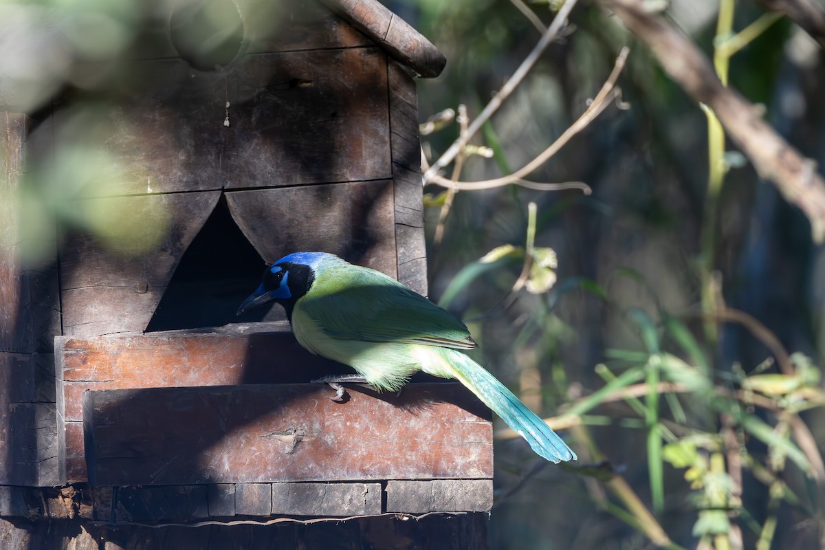 Geai vert - ML645365759