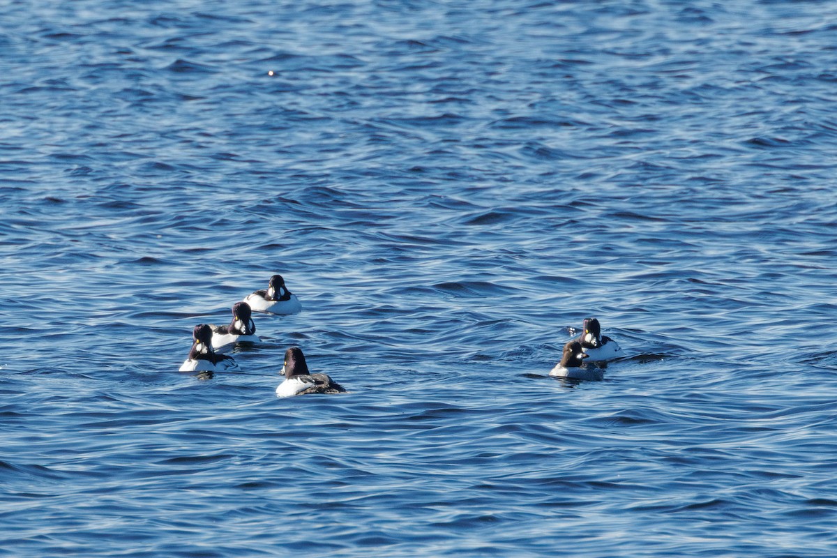 鵲鴨 - ML645365766