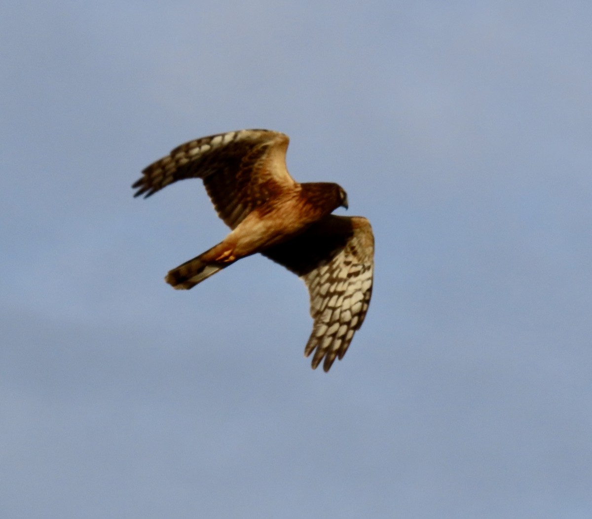 Northern Harrier - ML645365772