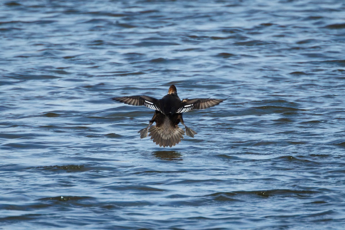 Hooded Merganser - ML645365774