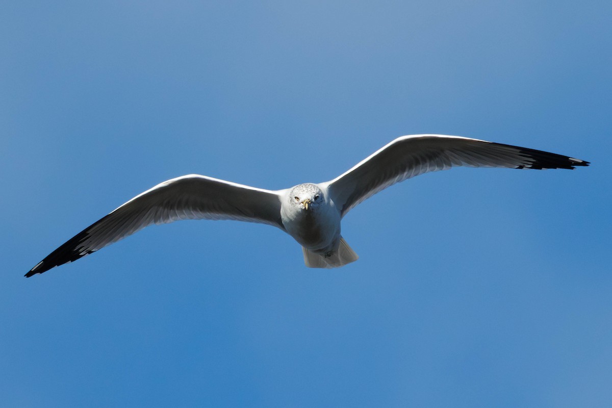 Ring-billed Gull - ML645365786