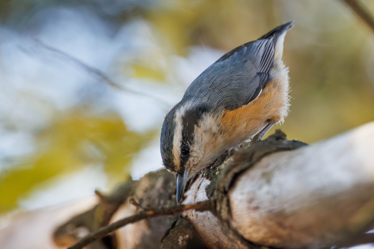 Red-breasted Nuthatch - ML645365790