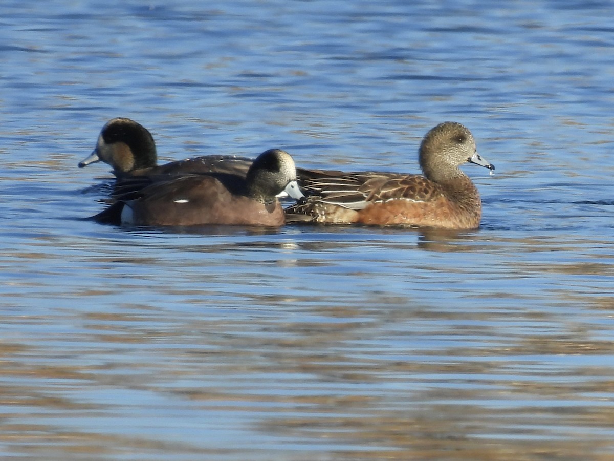 Fischione americano - ML645365792