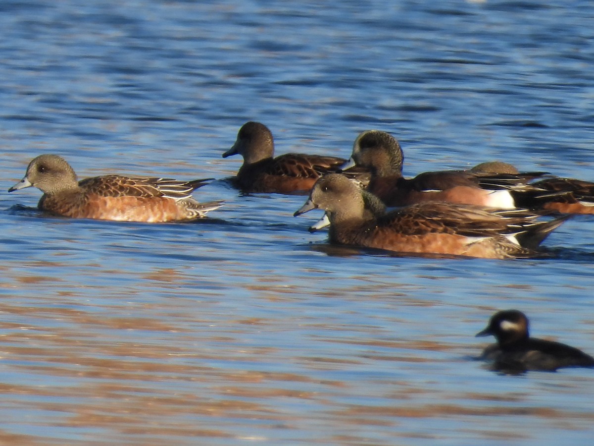 Fischione americano - ML645365798