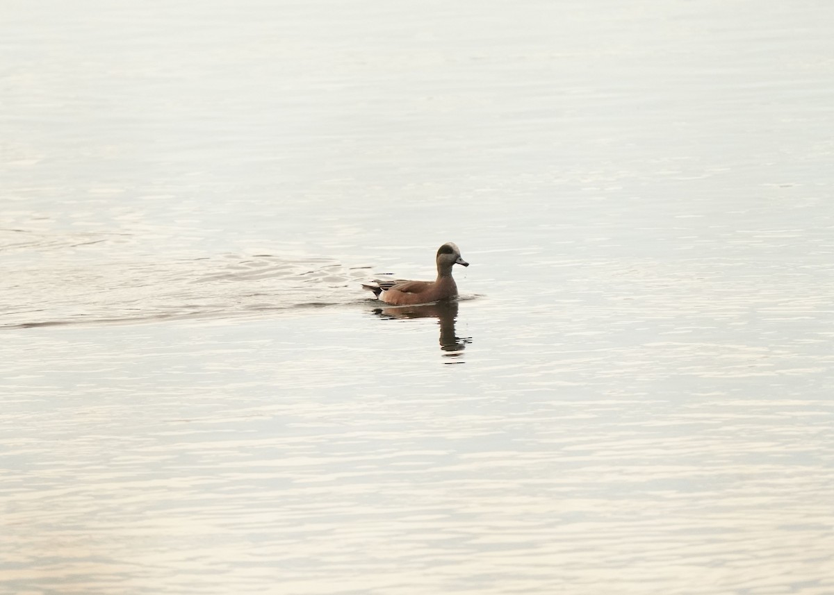 Fischione americano - ML645365805