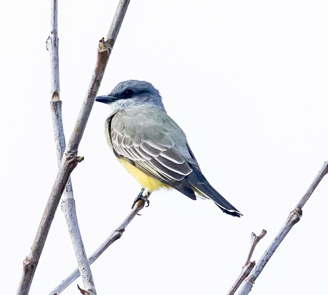 Cassin's Kingbird - ML645365818