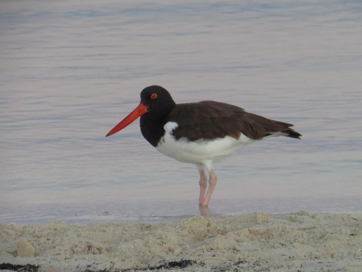 American Oystercatcher - ML645365826
