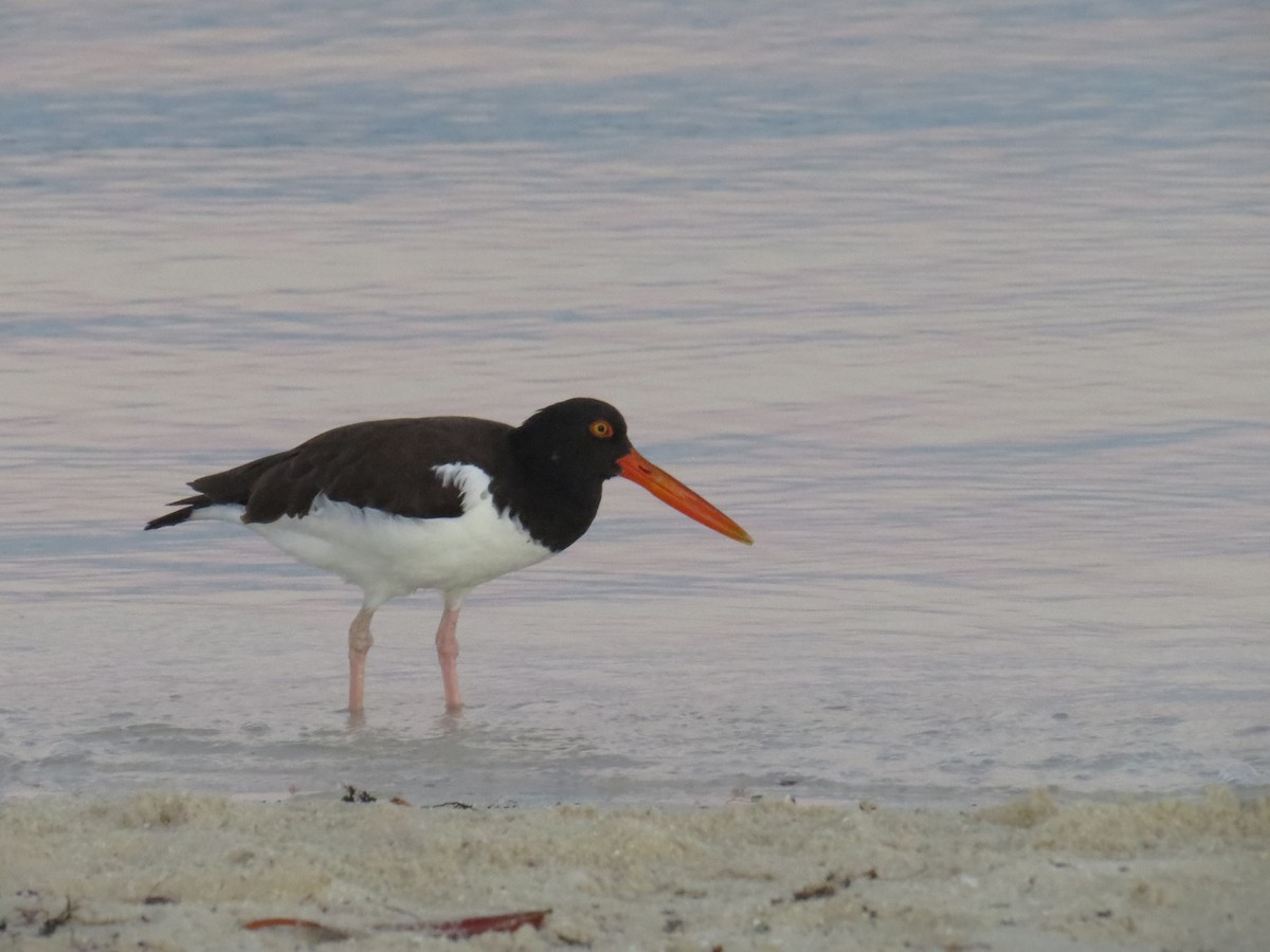 American Oystercatcher - ML645365827