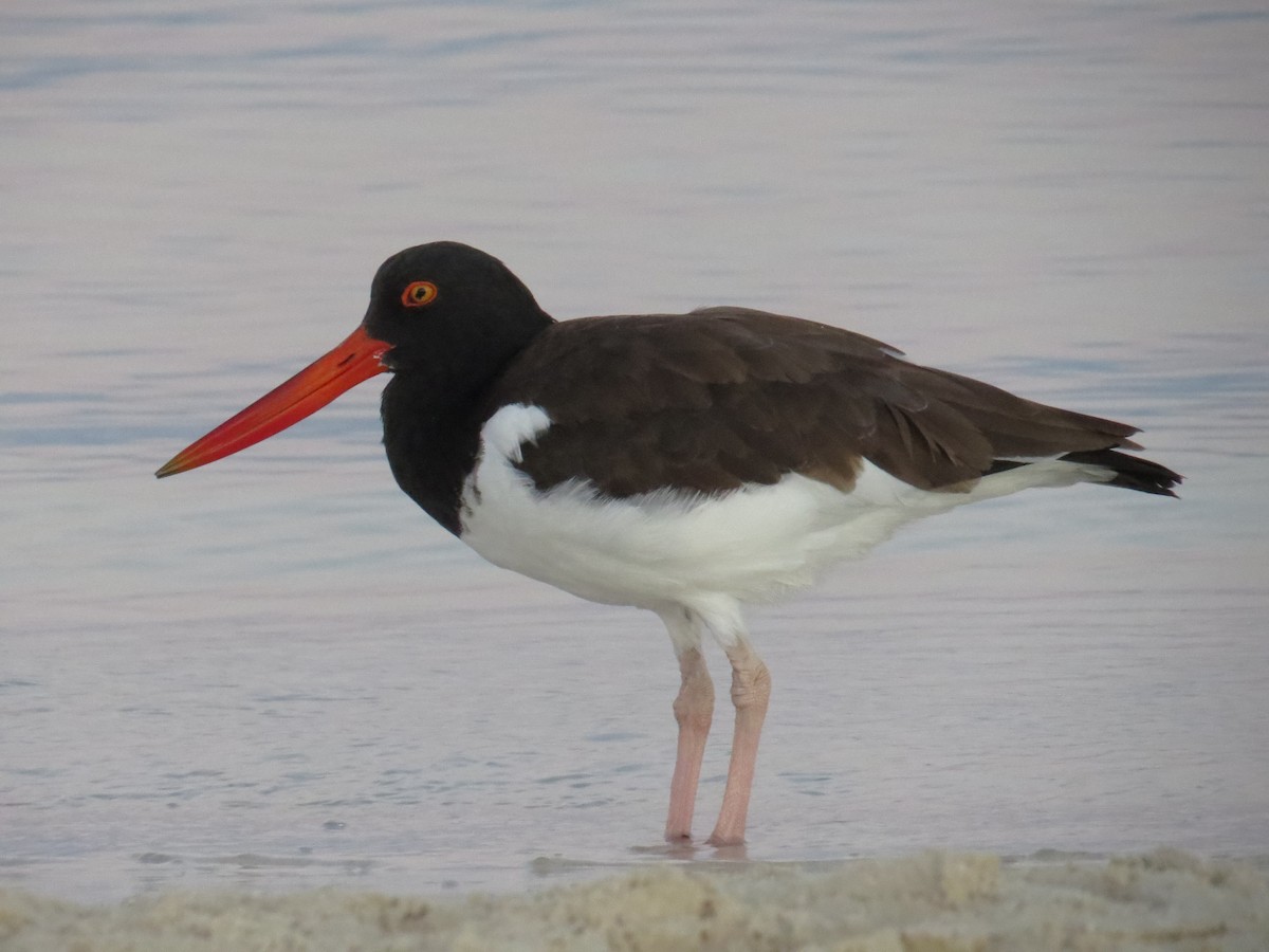 American Oystercatcher - ML645365828