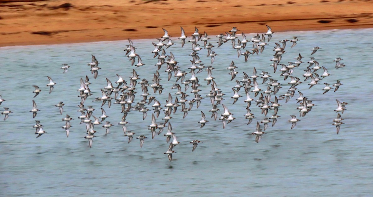 Dunlin - ML645365834