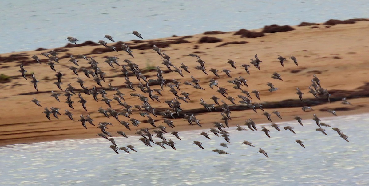 Dunlin - ML645365835