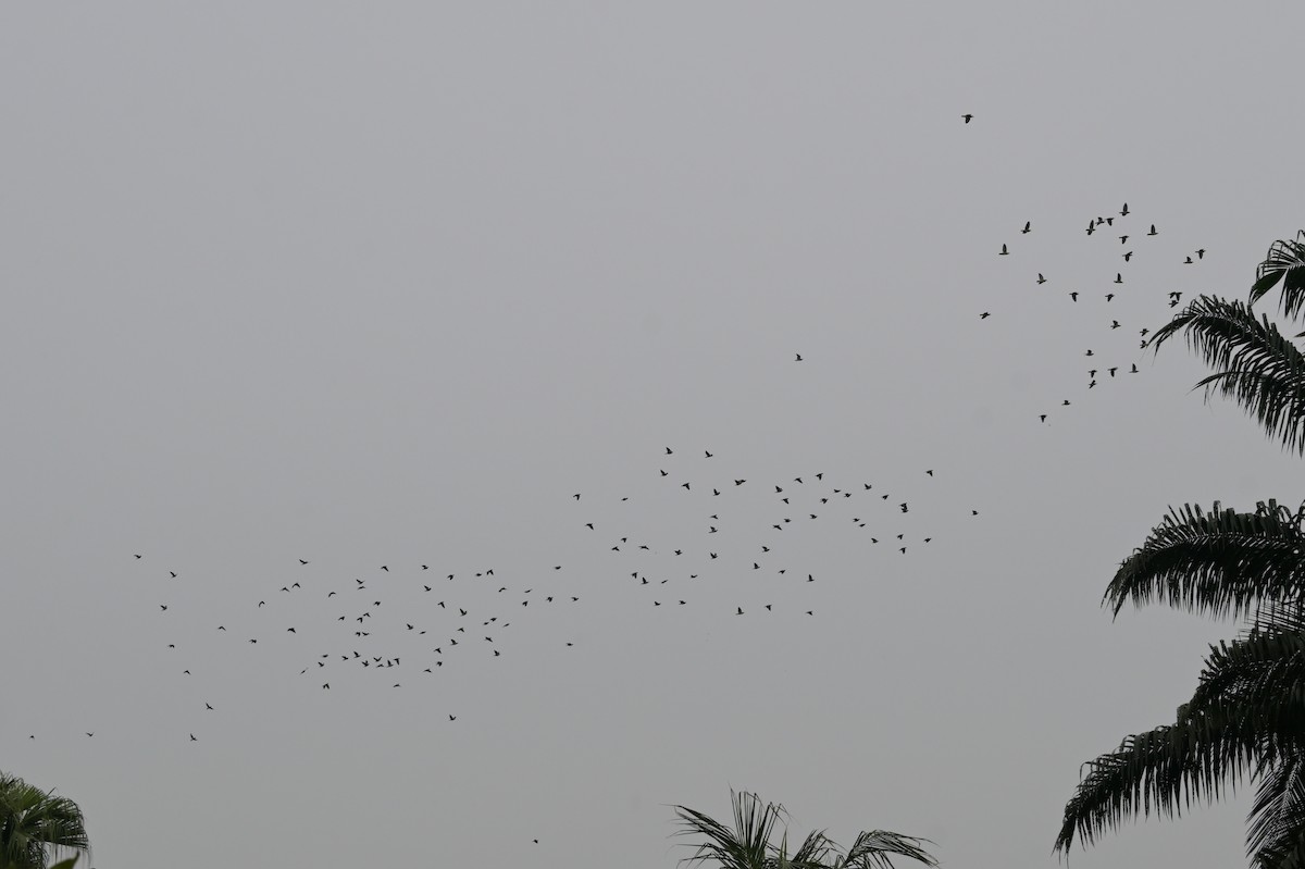 špaček rudooký - ML645365853