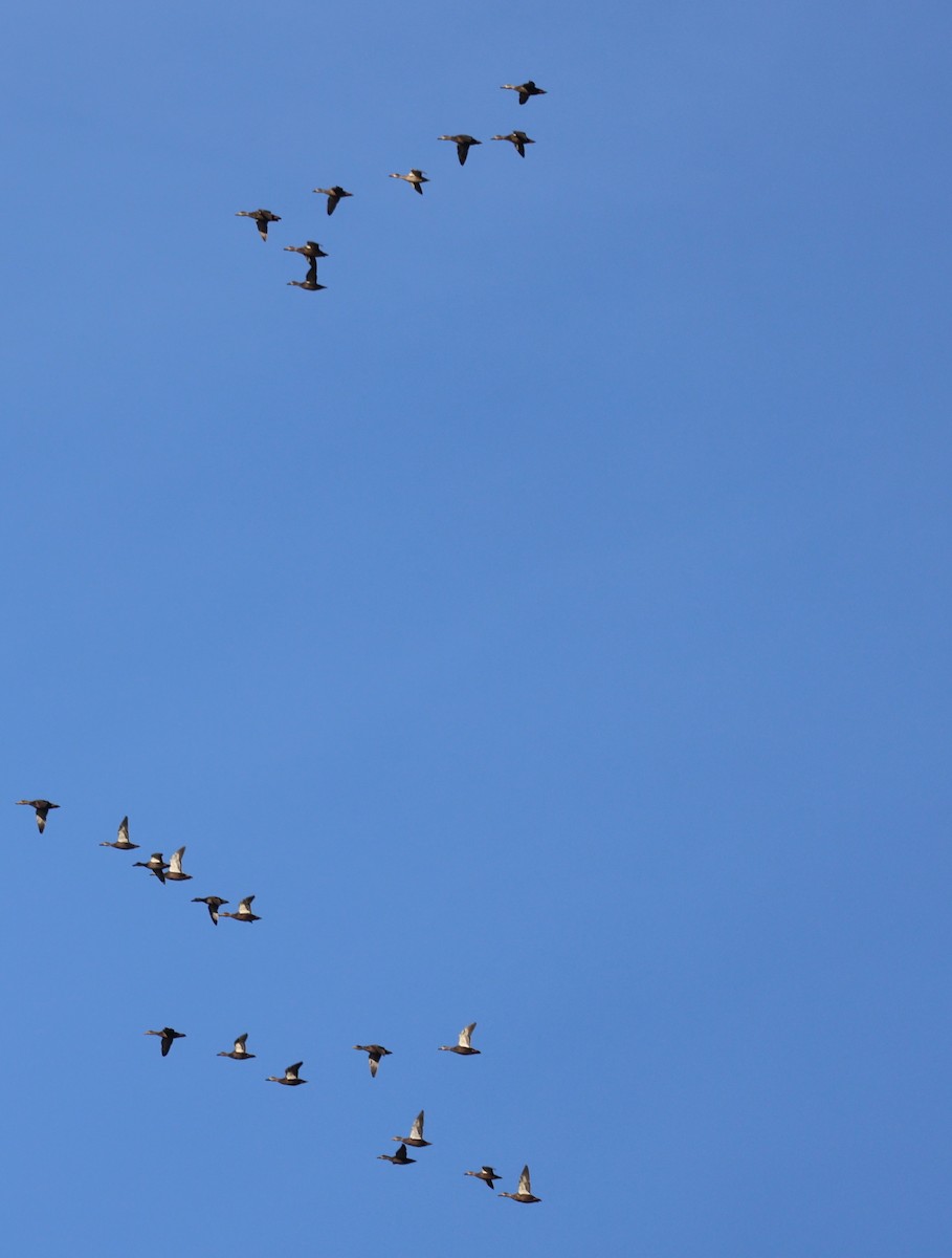 American Black Duck - ML645365870
