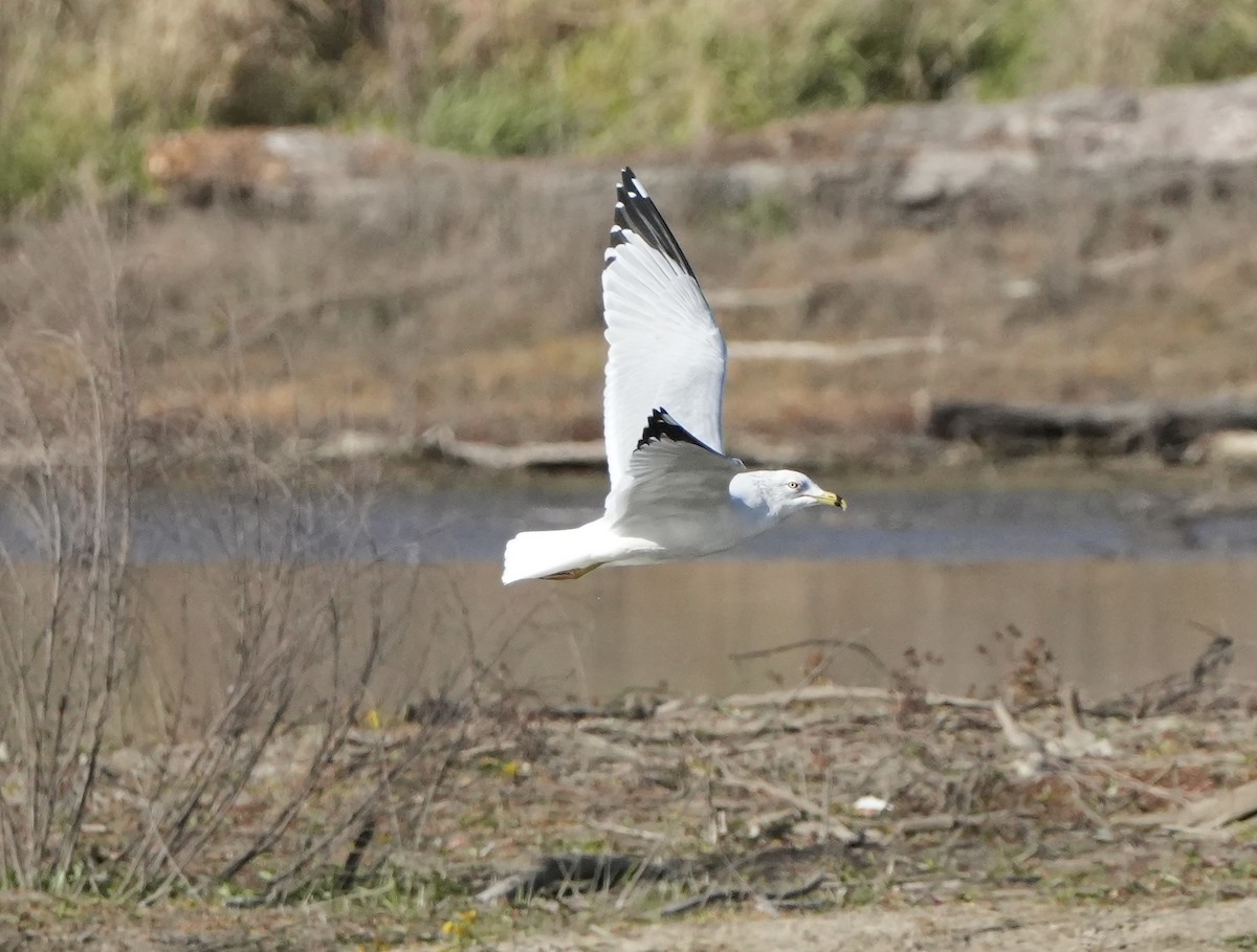 Ring-billed Gull - ML645365884