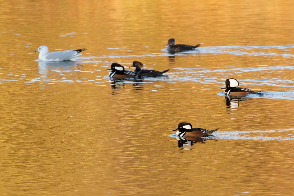 Hooded Merganser - ML645365898