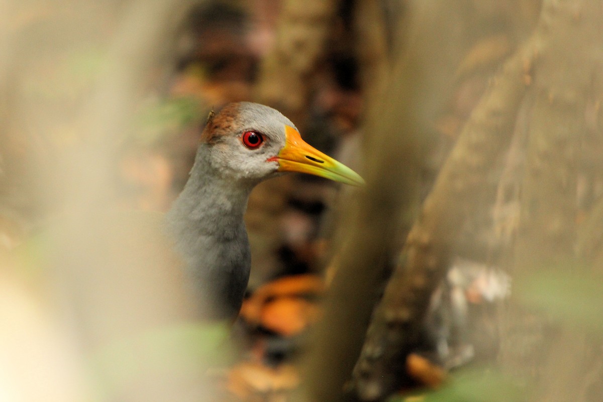 Russet-naped Wood-Rail - ML645365906