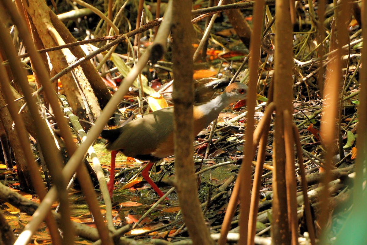 Russet-naped Wood-Rail - ML645365907