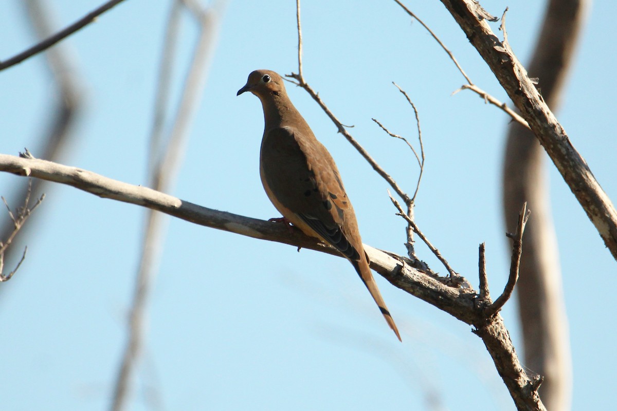 Mourning Dove - ML645365910