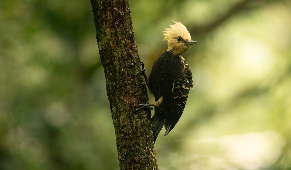 Blond-crested Woodpecker - ML645365919