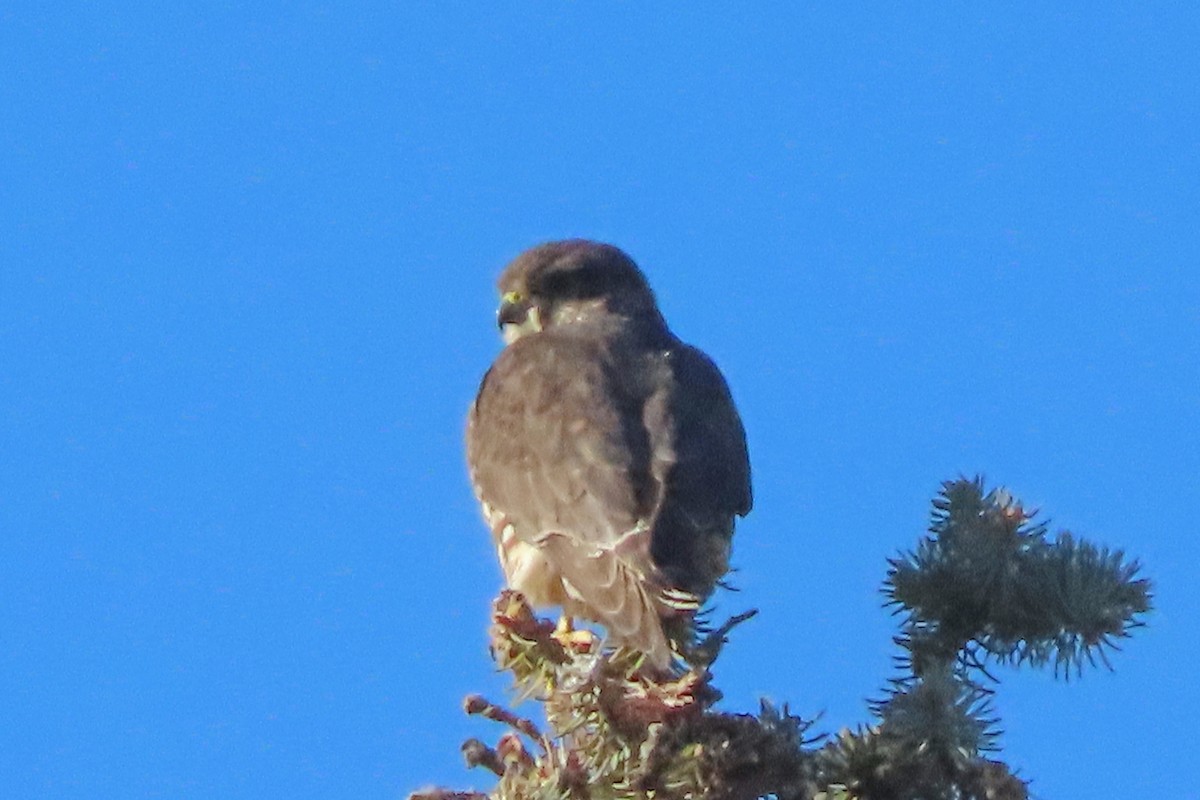 Merlin - ML645365920