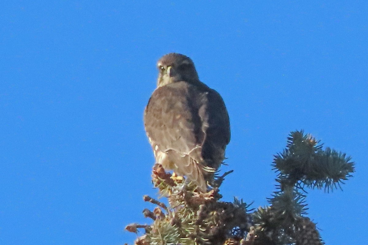 Merlin - ML645365921