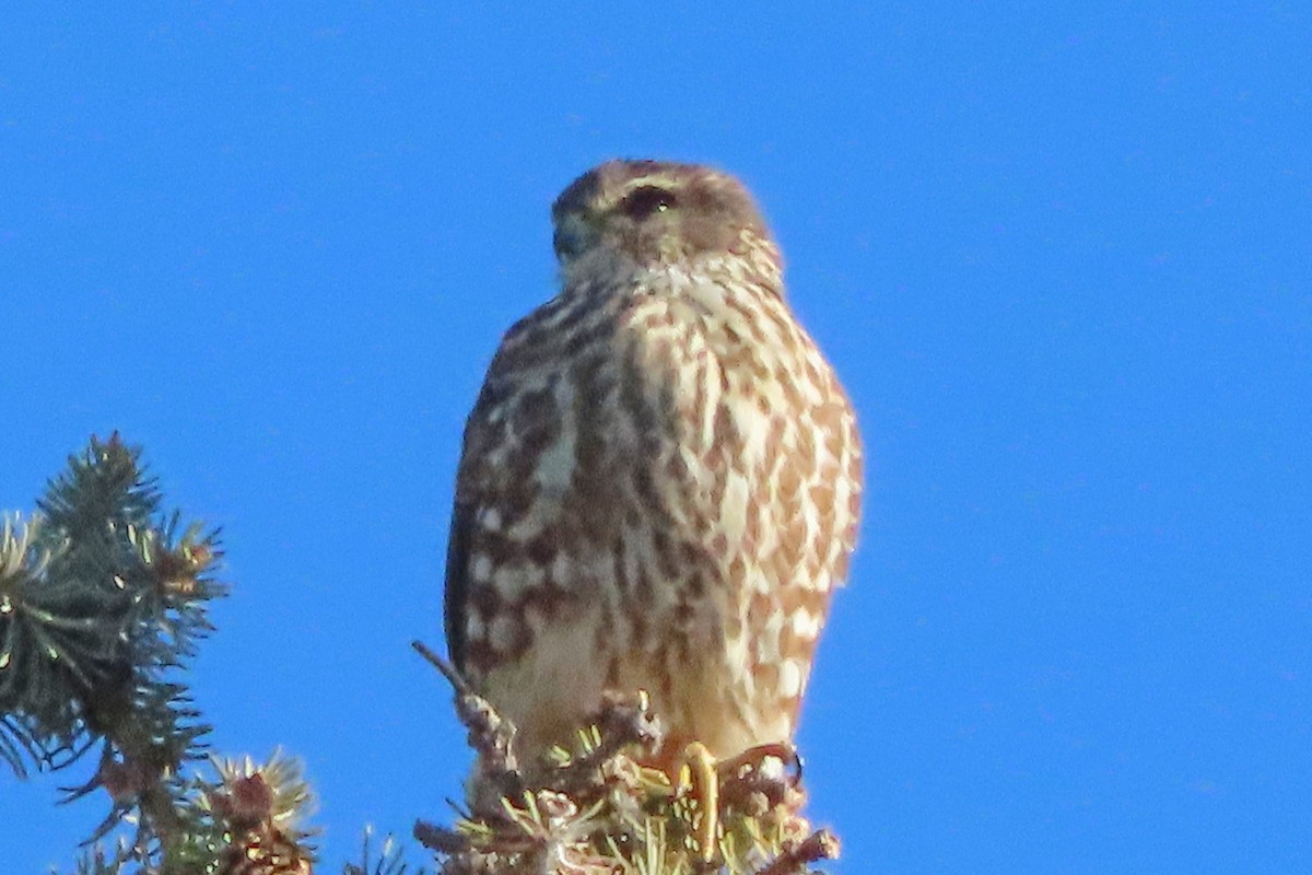 Merlin - ML645365923