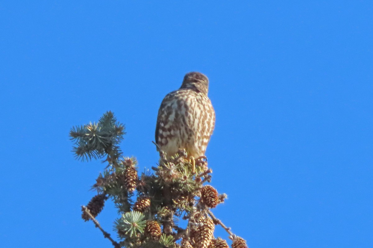 Merlin - ML645365924