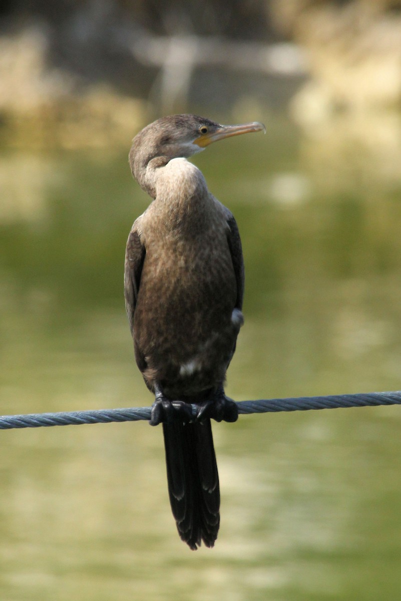 Neotropic Cormorant - ML645365931