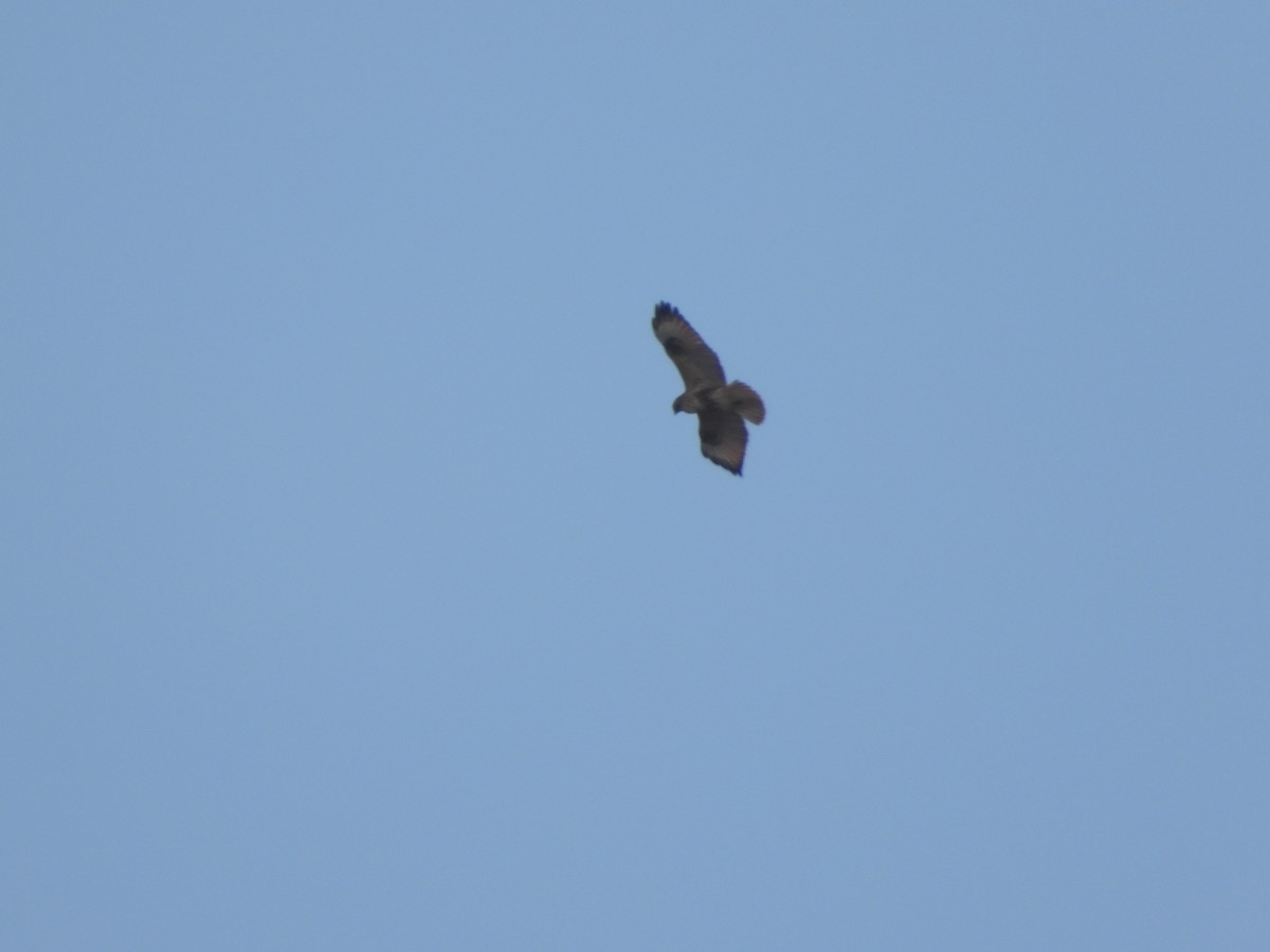Eastern Buzzard - ML645365936
