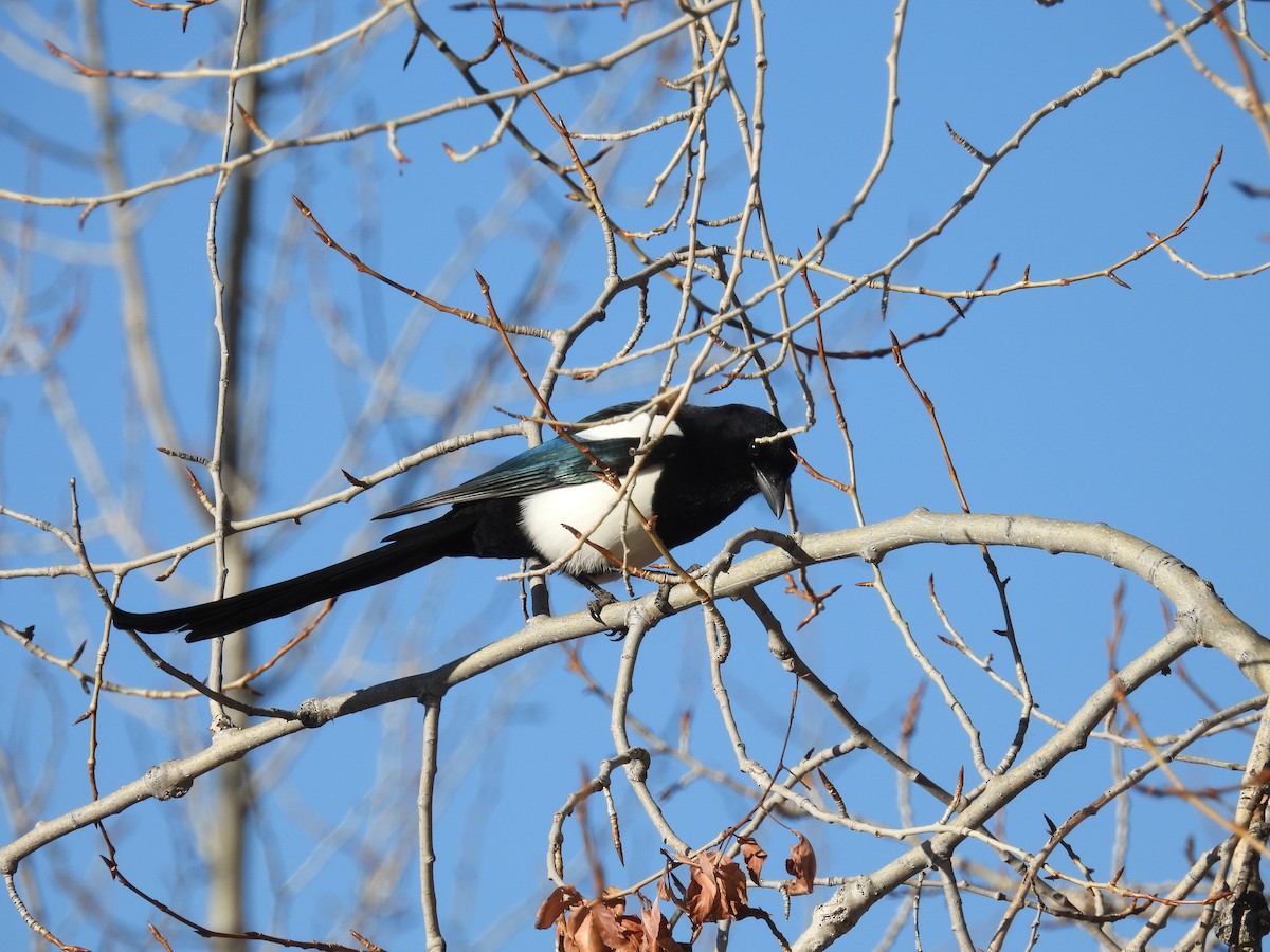 straka americká - ML645365947